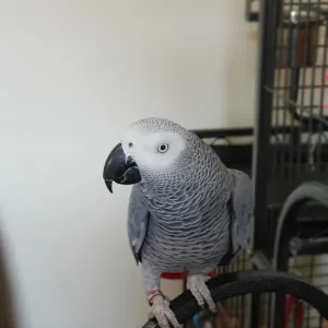 African grey parrot cage