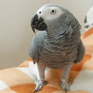 african grey parrot rescue