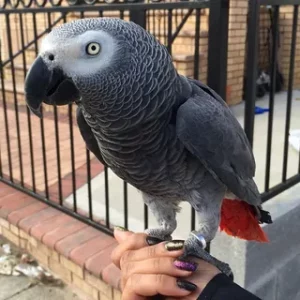 African grey parrot for adoption