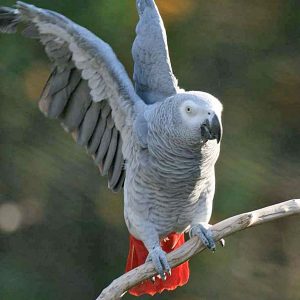 African grey parrot breeders