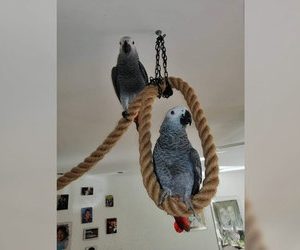 Red African grey parrot