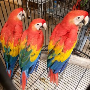 Parrot scarlet Macaw