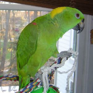 yellow naped amazon parrot price