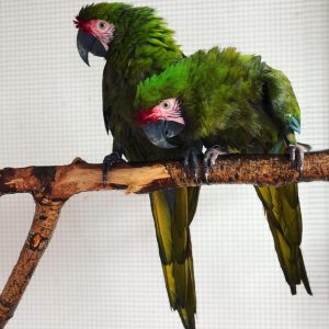 Military Macaw price