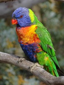 lorikeeet parrots