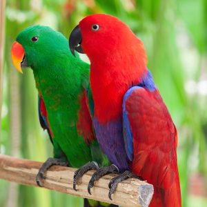 solomon eclectus parrots